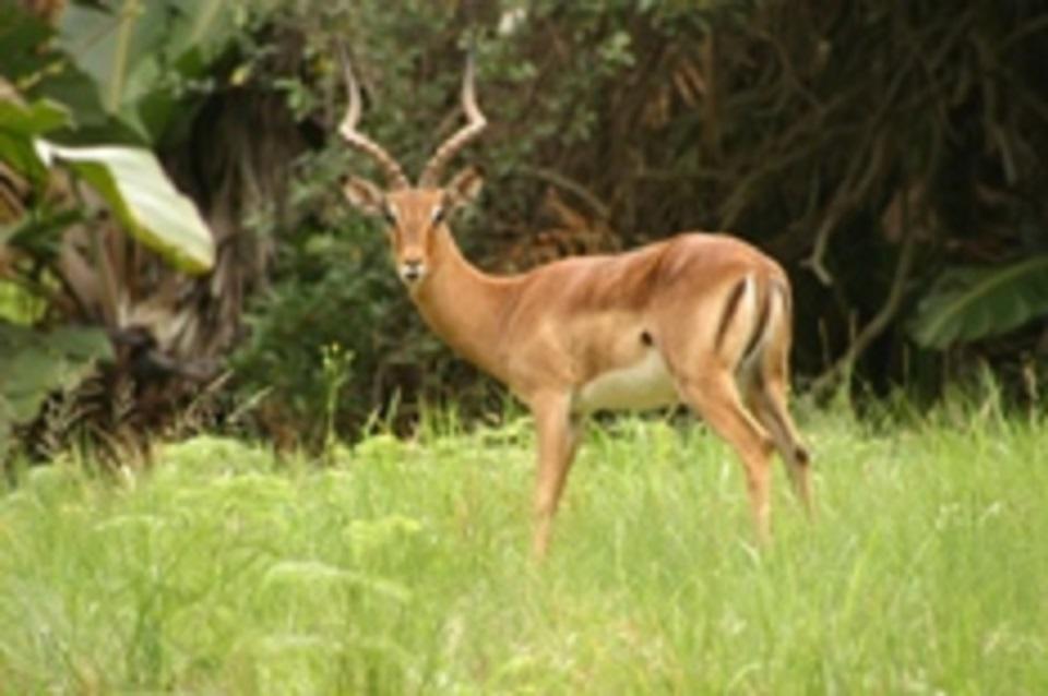 San Lameer Villa 2012 Southbroom Bagian luar foto